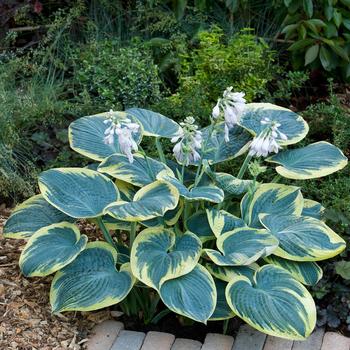 Hosta 'Sugar Daddy ' - Sugar Daddy Hosta Hosta 'Sugar Daddy ' - Sugar Daddy Hosta