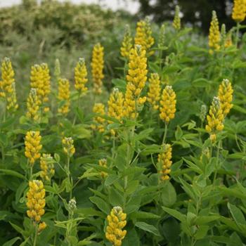 Thermopsis villosum - False Lupine Thermopsis villosum - False Lupine