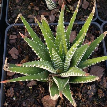 Haworthia attenuata 'Zebra' - Zebra Haworthia Haworthia attenuata 'Zebra' - Zebra Haworthia
