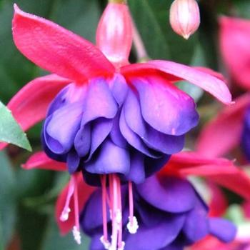Fuchsia 'Dollar Princess' - Dollar Princess Fuchsia Fuchsia 'Dollar Princess' - Dollar Princess Fuchsia