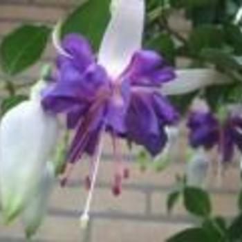 Fuchsia 'Blue Angel' - Blue Angel Fuchsia Fuchsia 'Blue Angel' - Blue Angel Fuchsia
