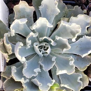 Echeveria hybrid - Blue Frills Echeveria Echeveria hybrid - Blue Frills Echeveria