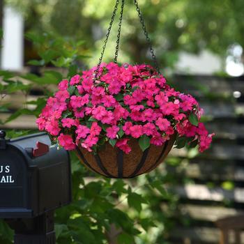 Impatiens walleriana 'Beacon Rose' - Impatiens Beacon™ Impatiens walleriana 'Beacon Rose' - Impatiens Beacon™