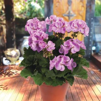Pelargonium x hortorum - Darko Blue Geranium Pelargonium x hortorum - Darko Blue Geranium