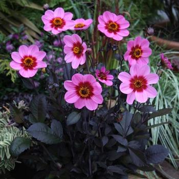 Dahlia - 'Happy Single Wink' Dahlia Dahlia - 'Happy Single Wink' Dahlia