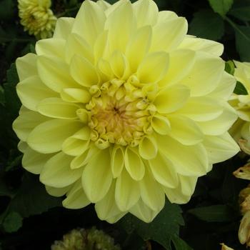 Dahlia - Go Go Yellow Dahlia - Go Go Yellow