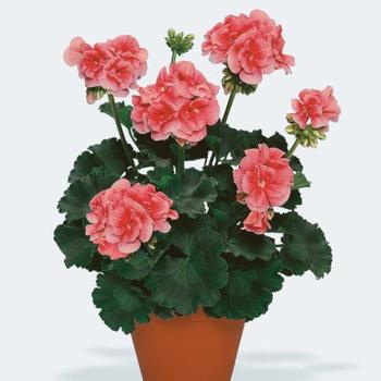 Pelargonium x hortorum - Darko Salmon Geranium Pelargonium x hortorum - Darko Salmon Geranium