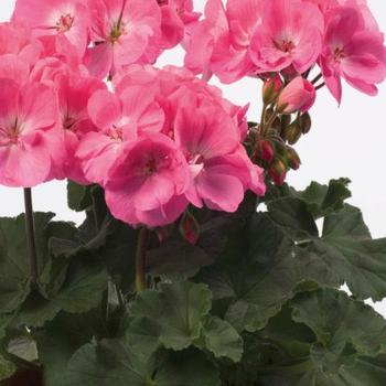 Pelargonium x hortorum - Darko Pink Geranium Pelargonium x hortorum - Darko Pink Geranium