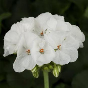 Pelargonium x hortorum - Darko White Geranium Pelargonium x hortorum - Darko White Geranium