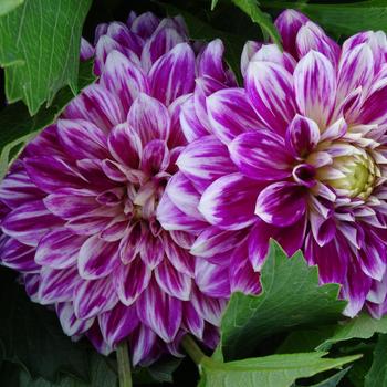 Dahlia - Go Go Two Tone Dahlia - Go Go Two Tone