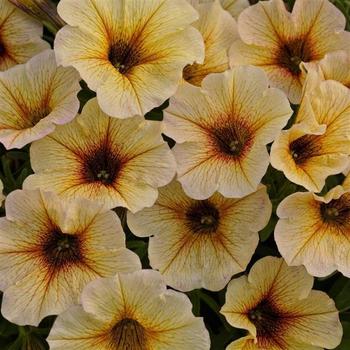 Petunia (Inter-generic hybrid) - SuperCal® French Vanilla Petunia (Inter-generic hybrid) - SuperCal® French Vanilla