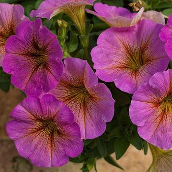 Petunia (Inter-generic hybrid) - SuperCal® Sunray Pink Petunia (Inter-generic hybrid) - SuperCal® Sunray Pink