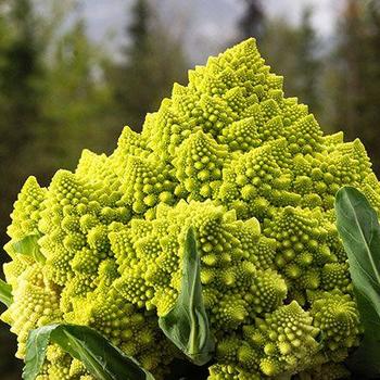 Brassica oleracea - Romanesco Broccoli Brassica oleracea - Romanesco Broccoli