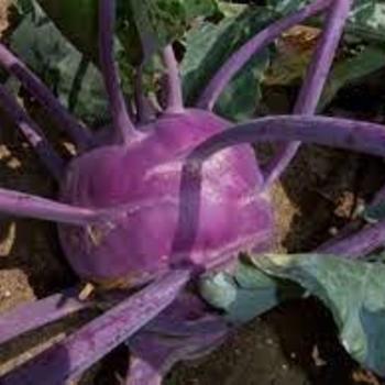 Kohlrabi 'Vienna Blend' - Vienna Blend Kohlrabi Kohlrabi 'Vienna Blend' - Vienna Blend Kohlrabi