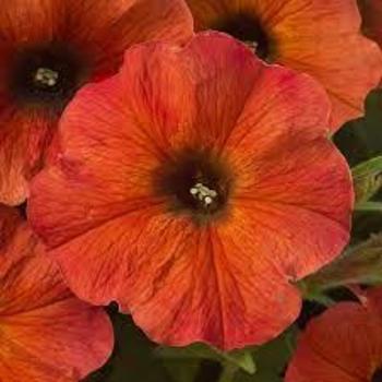 Petunia (Inter-generic hybrid) - SuperCal® Cinnamon Petunia (Inter-generic hybrid) - SuperCal® Cinnamon