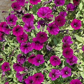 Petunia hybrida 'Littletunia Purple Blue' - Purple Blue Littletunia Petunia hybrida 'Littletunia Purple Blue' - Purple Blue Littletunia