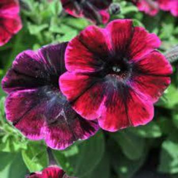 Petunia hybrida - Sweetunia® Johnny Flame Petunia hybrida - Sweetunia® Johnny Flame