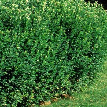 Cotoneaster lucidus - Hedge Cotoneaster