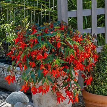Begonia boliviensis - Groovy Orange Begonia Begonia boliviensis - Groovy Orange Begonia