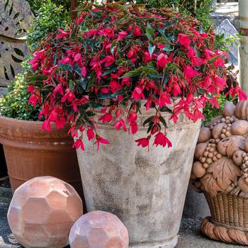 Begonia boliviensis - Groovy Rose Begonia Begonia boliviensis - Groovy Rose Begonia