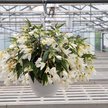 Begonia boliviensis - Groovy White Begonia Begonia boliviensis - Groovy White Begonia