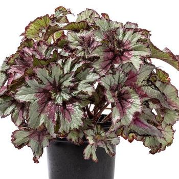 Begonia - Shadow King® Cherry Mint Begonia Begonia - Shadow King® Cherry Mint Begonia