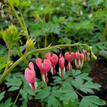 Dicentra spectabilis - Old Fashioned Bleeding Heart Dicentra spectabilis - Old Fashioned Bleeding Heart