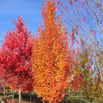 Acer rubrum 'JFS-KW78' - Armstrong Gold® Maple