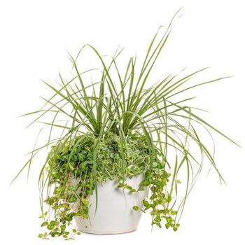 Dracaena indivisa - Spike Dracaena indivisa - Spike