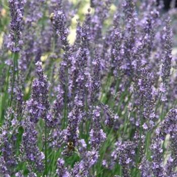 Lavandula x intermedia phenomenal - Niko English Lavender Lavandula x intermedia phenomenal - Niko English Lavender