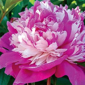 Paeonia lactiflora - Celebrity Peony Paeonia lactiflora - Celebrity Peony