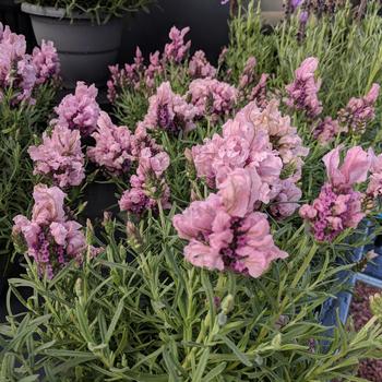 Lavandula stoechas - Madrid Lavish Pink Lavender Lavandula stoechas - Madrid Lavish Pink Lavender