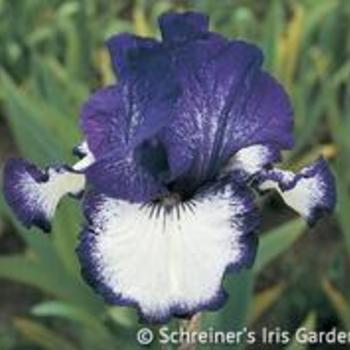 Iris germanica - Art Deco Iris Iris germanica - Art Deco Iris