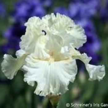 Iris germanica 'Boston Cream' - Boston Cream Iris