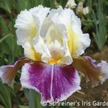 Iris germanica 'Dawn Eternal' - Dawn Eternal Iris Iris germanica 'Dawn Eternal' - Dawn Eternal Iris