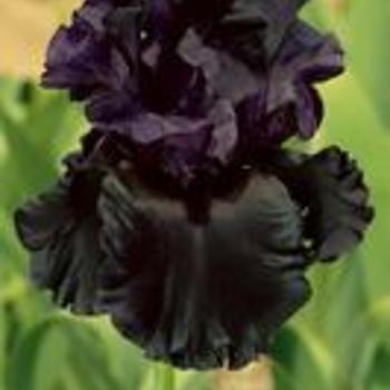 Iris germanica - Raven Girl Iris Iris germanica - Raven Girl Iris