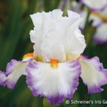 Iris germanica 'Sterling Fresh - Sterling Fresh Iris