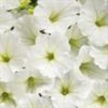 Petunia hybrida - Easy Wave White Petunia hybrida - Easy Wave White