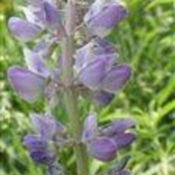 Lupinus - Bluebonnet Lupinus - Bluebonnet