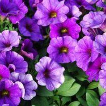 Petchoa SuperCal 'Blue' - SuperCal® Petchoa SuperCal 'Blue' - SuperCal®