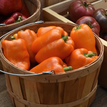 Capsicum - Valencia Bell Pepper Capsicum - Valencia Bell Pepper
