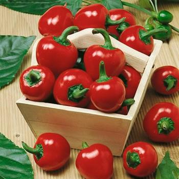 Capsicum annuum - Cherry Hot Pepper Capsicum annuum - Cherry Hot Pepper