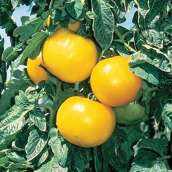 Lycopersicon esculentum - Lemon Boy Lycopersicon esculentum - Lemon Boy
