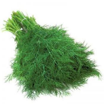 Anethum graveolens - Diana Dill Anethum graveolens - Diana Dill