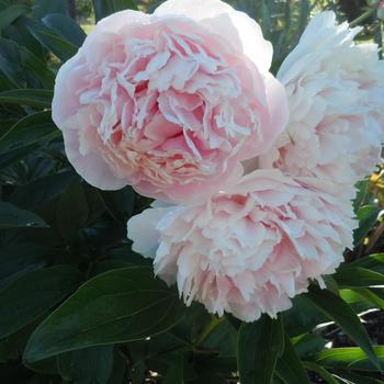 Paeonia 'Shirley Temple' - Shirley Temple Peony