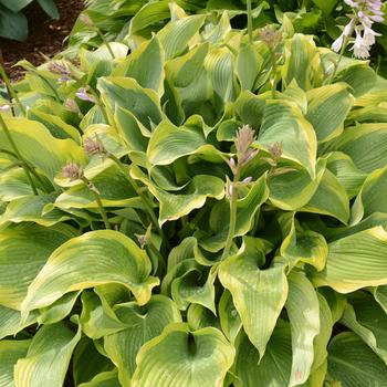 Hosta 'Atlantis' - Atlantis Hosta Hosta 'Atlantis' - Atlantis Hosta