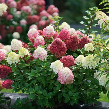 Hydrangea paniculata - 'Little Lime Punch&trade;' Panicle Hydrangea