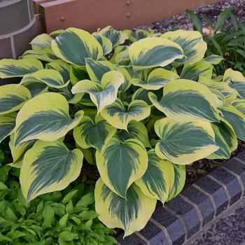 Hosta - 'Liberty' Hosta, Plantain Lily