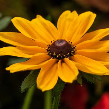 Rudbeckia hirta - Dakota Gold Black Eyed Susan Rudbeckia hirta - Dakota Gold Black Eyed Susan
