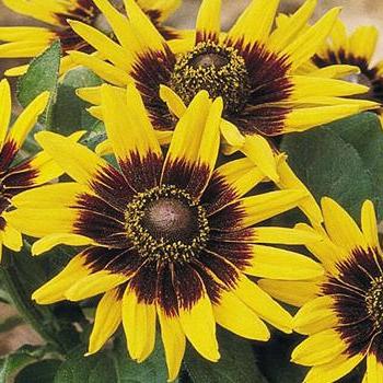 Rudbeckia hirta - Sonora Gloriosa Daisy Rudbeckia hirta - Sonora Gloriosa Daisy